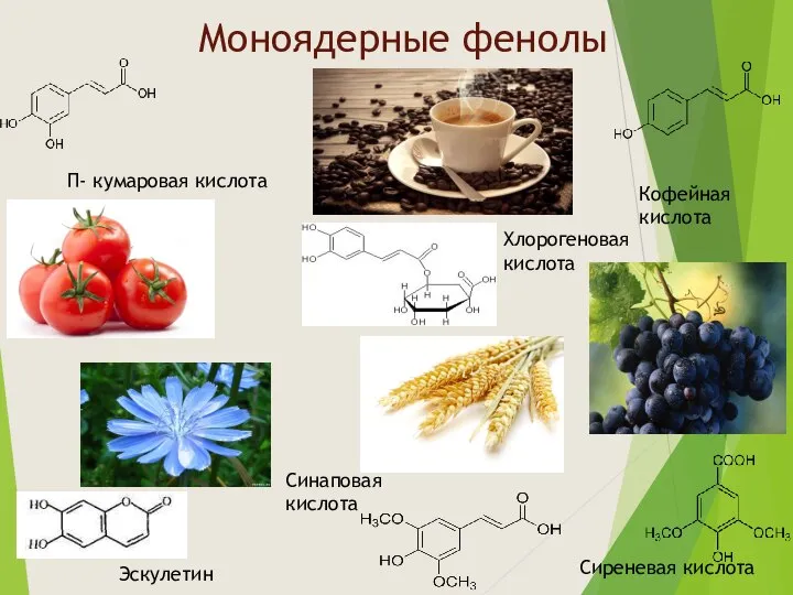 Моноядерные фенолы П- кумаровая кислота Кофейная кислота Хлорогеновая кислота Эскулетин Сиреневая кислота Синаповая кислота