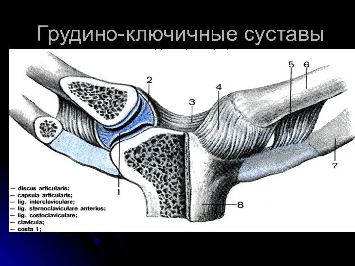 Грудино-ключичные суставы