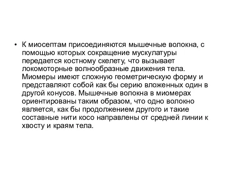 К миосептам присоединяются мышечные волокна, с помощью которых сокращение мускулатуры передается