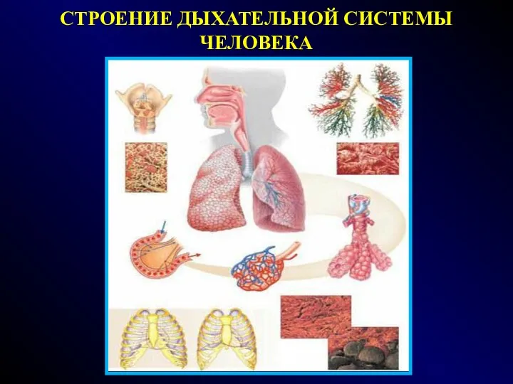 СТРОЕНИЕ ДЫХАТЕЛЬНОЙ СИСТЕМЫ ЧЕЛОВЕКА