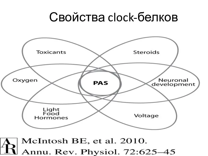 Свойства clock-белков