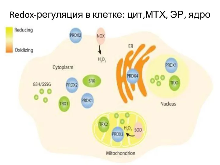 Redox-регуляция в клетке: цит,МТХ, ЭР, ядро