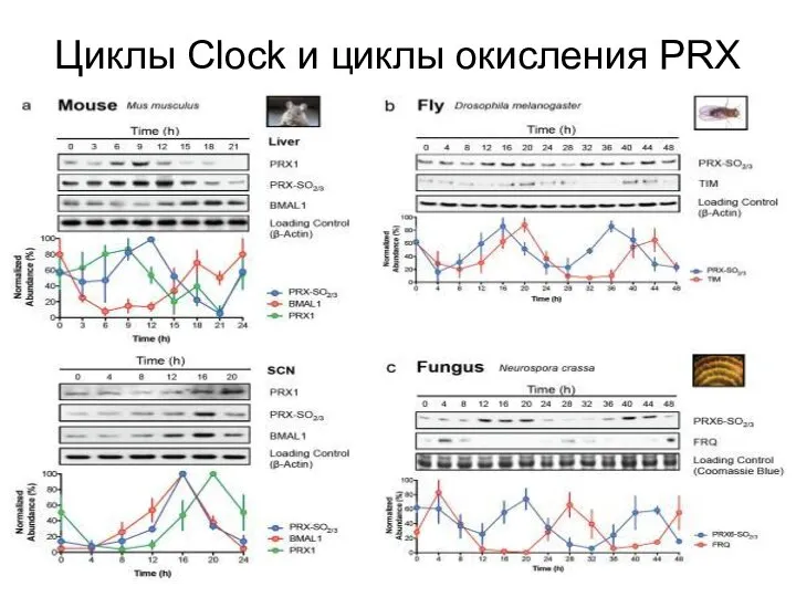 Циклы Clock и циклы окисления PRХ