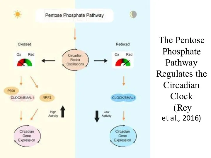 The Pentose Phosphate Pathway Regulates the Circadian Clock (Rey et al., 2016)