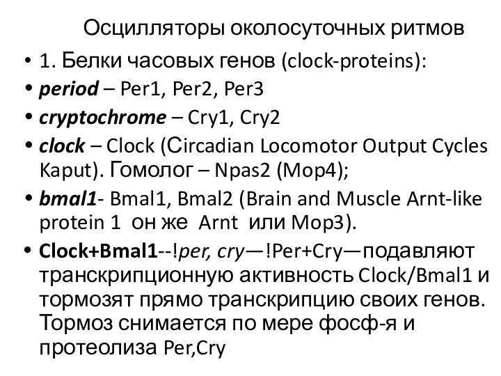 Осцилляторы околосуточных ритмов 1. Белки часовых генов (clock-proteins): period – Per1,