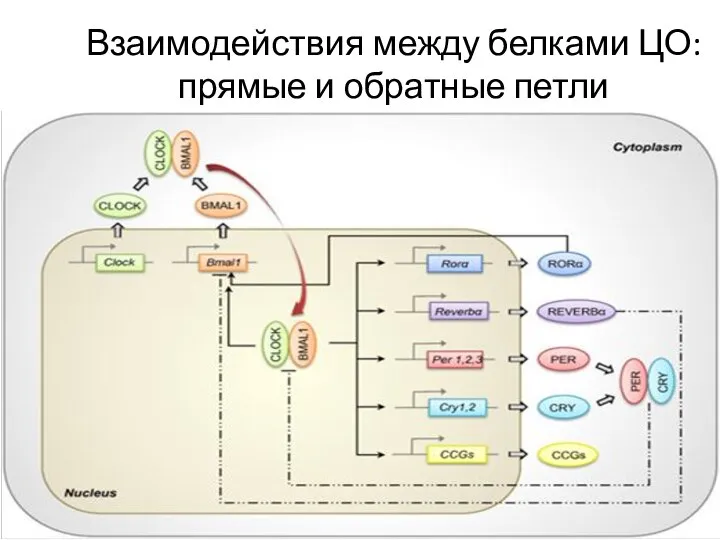 Взаимодействия между белками ЦО: прямые и обратные петли