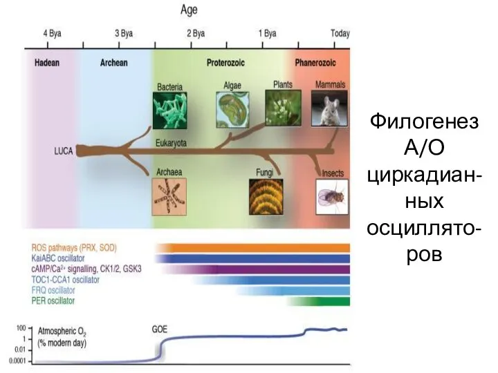 Филогенез А/О циркадиан-ных осциллято-ров