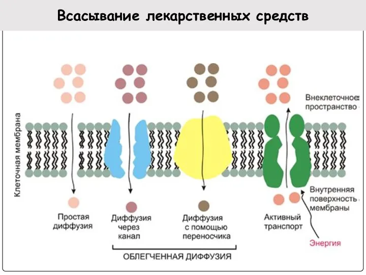 Всасывание лекарственных средств