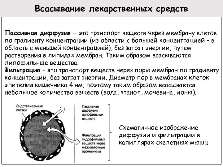 Всасывание лекарственных средств Пассивная диффузия – это транспорт веществ через мембрану