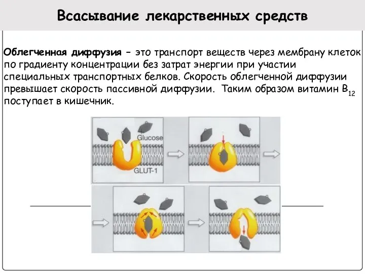 Всасывание лекарственных средств Облегченная диффузия – это транспорт веществ через мембрану