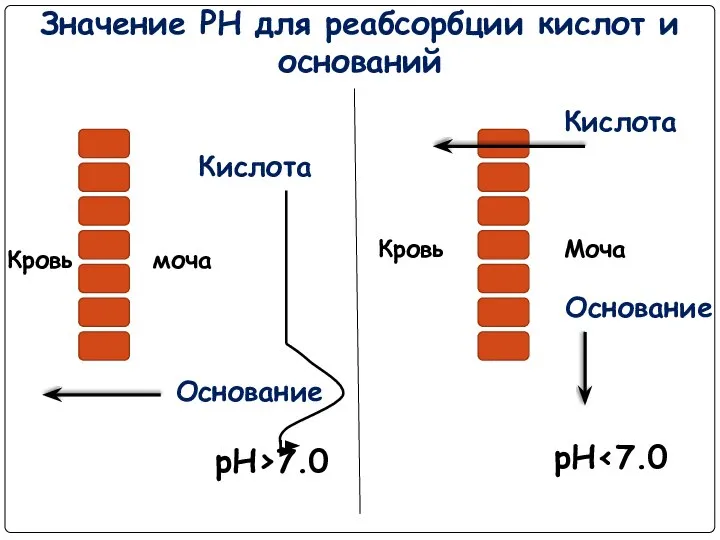 Значение РН для реабсорбции кислот и оснований Кислота Кислота Кровь Моча