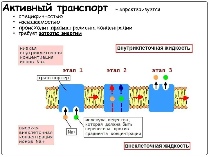 Активный транспорт – характеризуется специфичностью насыщаемостью происходит против градиента концентрации требует затраты энергии