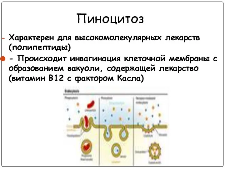 Пиноцитоз Характерен для высокомолекулярных лекарств (полипептиды) - Происходит инвагинация клеточной мембраны