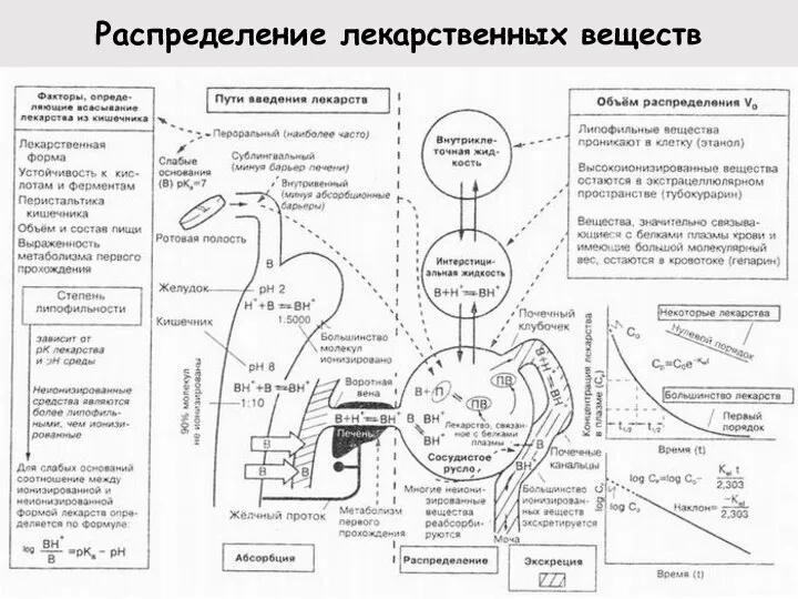 Распределение лекарственных веществ