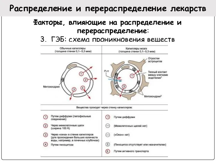 Распределение и перераспределение лекарств Факторы, влияющие на распределение и перераспределение: 3. ГЭБ: схема проникновения веществ