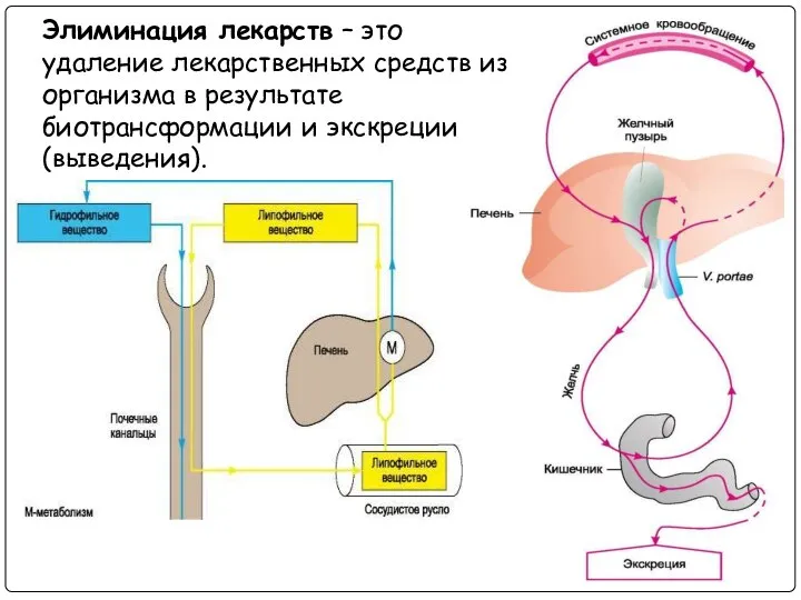 Элиминация лекарств – это удаление лекарственных средств из организма в результате биотрансформации и экскреции (выведения).