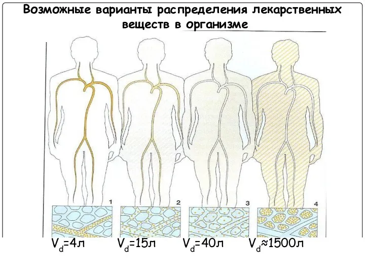 Vd=4л Vd=15л Vd=40л Vd≈1500л Возможные варианты распределения лекарственных веществ в организме