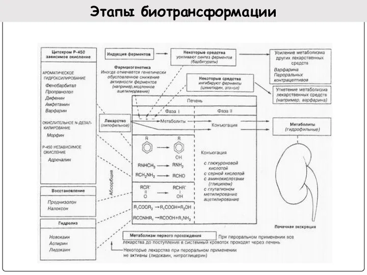 Этапы биотрансформации