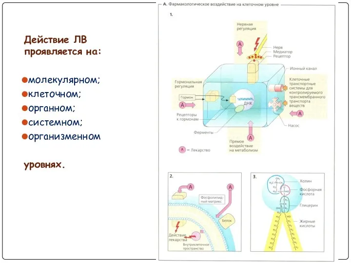 Действие ЛВ проявляется на: молекулярном; клеточном; органном; системном; организменном уровнях.