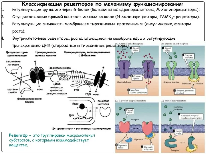 Классификация рецепторов по механизму функционирования: Регулирующие функцию через G-белок (большинство: адренорецепторы,
