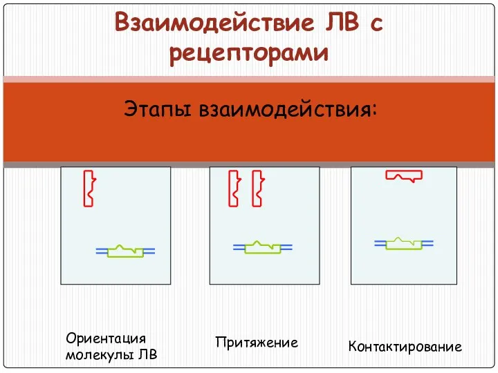 Взаимодействие ЛВ с рецепторами Этапы взаимодействия: Ориентация молекулы ЛВ Притяжение Контактирование