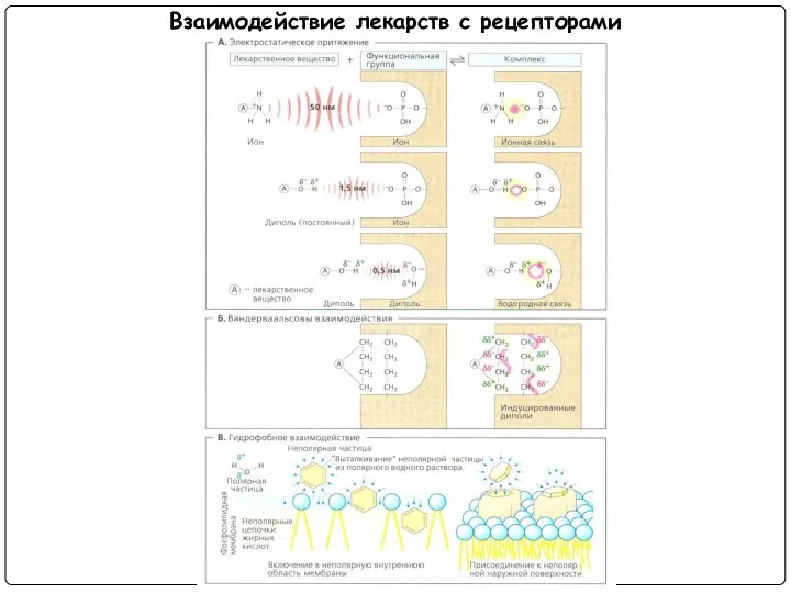 Взаимодействие лекарств с рецепторами