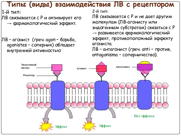 Типы (виды) взаимодействия ЛВ с рецептором 1-й тип: ЛВ связывается с