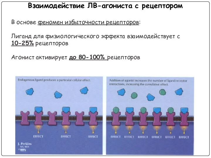 Взаимодействие ЛВ-агониста с рецептором В основе феномен избыточности рецепторов: Лиганд для