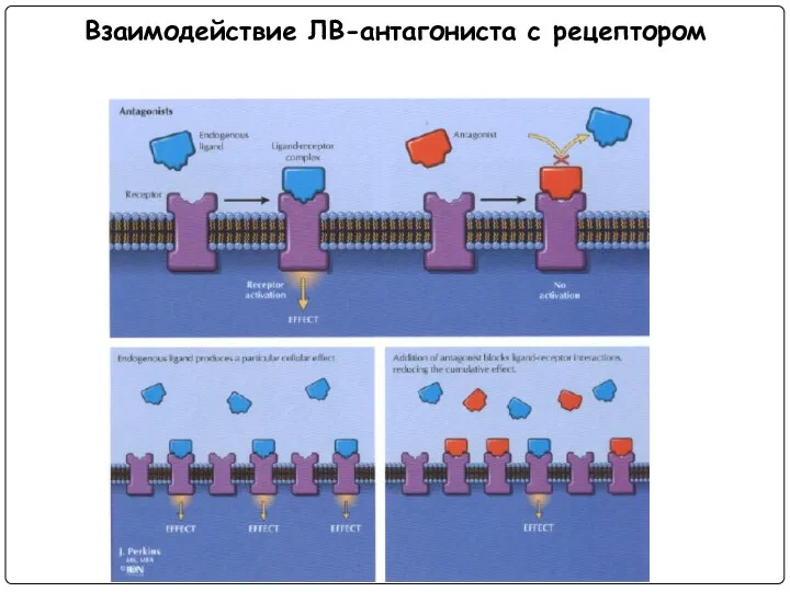 Взаимодействие ЛВ-антагониста с рецептором