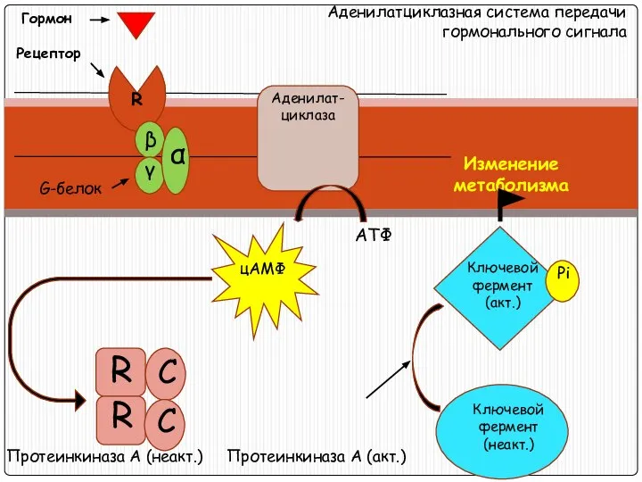 Аденилатциклазная система передачи гормонального сигнала Гормон Аденилат- циклаза АТФ G-белок Протеинкиназа