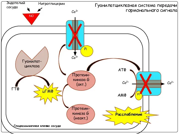 Гуанилатциклазная система передачи гормонального сигнала Гуанилат- циклаза Са2+ Са2+ АТФ АМФ
