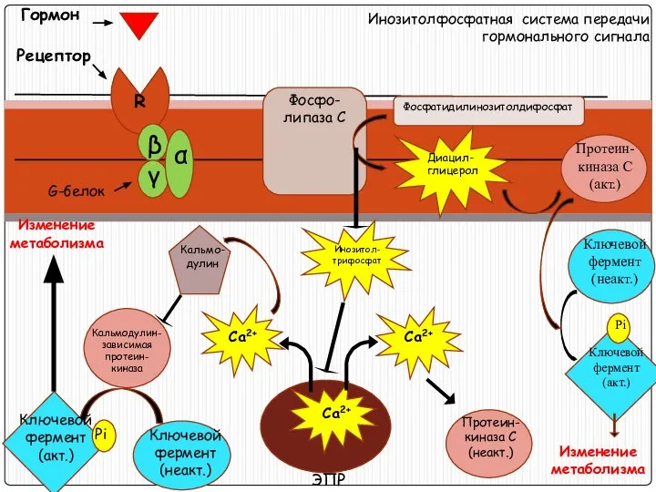 Инозитолфосфатная система передачи гормонального сигнала Гормон Фосфо-липаза С Изменение метаболизма Фосфатидилинозитолдифосфат ЭПР Кальмодулин- зависимая протеин-киназа Кальмо-дулин