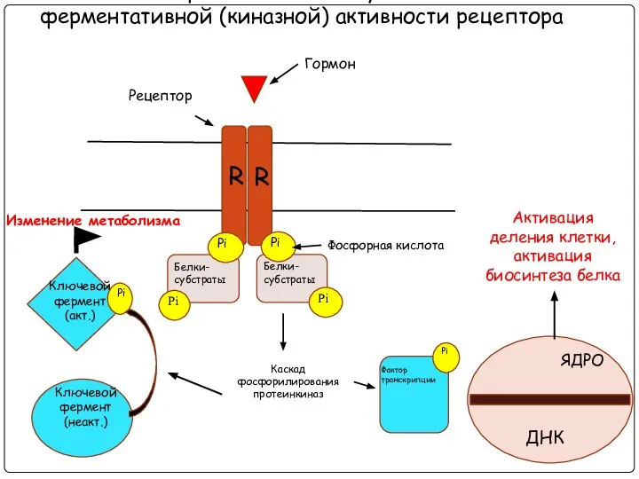 II. Механизм передачи сигнала путем активации ферментативной (киназной) активности рецептора Гормон