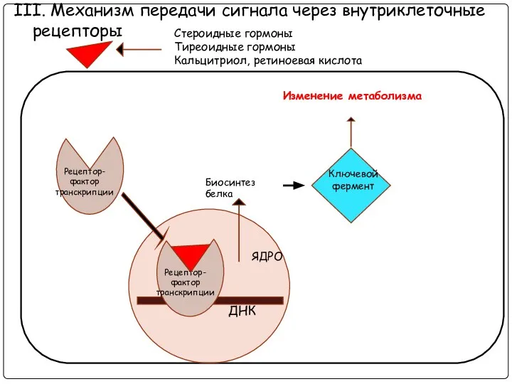 III. Механизм передачи сигнала через внутриклеточные рецепторы ДНК ЯДРО Стероидные гормоны Тиреоидные гормоны Кальцитриол, ретиноевая кислота