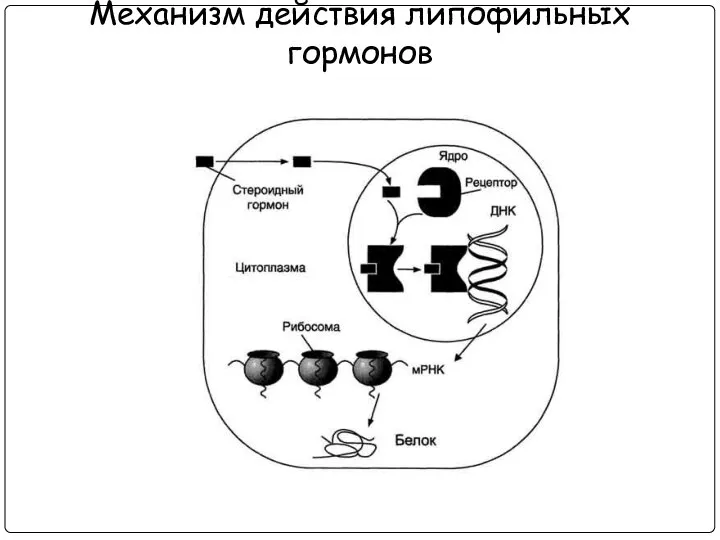 Механизм действия липофильных гормонов