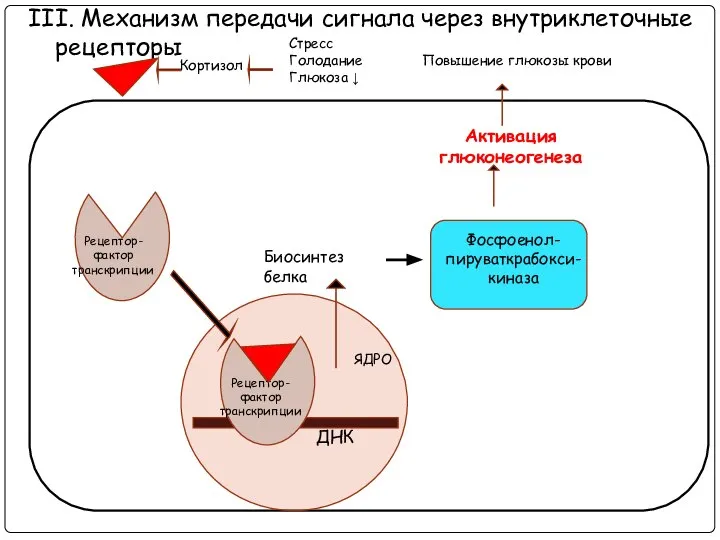 III. Механизм передачи сигнала через внутриклеточные рецепторы ДНК ЯДРО Кортизол Стресс Голодание Глюкоза ↓