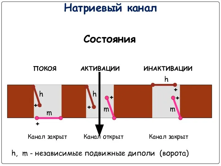 Натриевый канал ПОКОЯ АКТИВАЦИИ ИНАКТИВАЦИИ Состояния Канал закрыт Канал открыт Канал