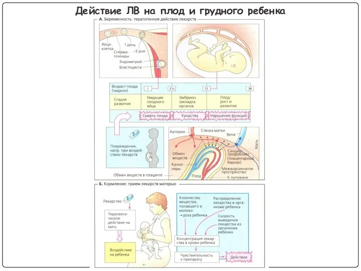 Действие ЛВ на плод и грудного ребенка