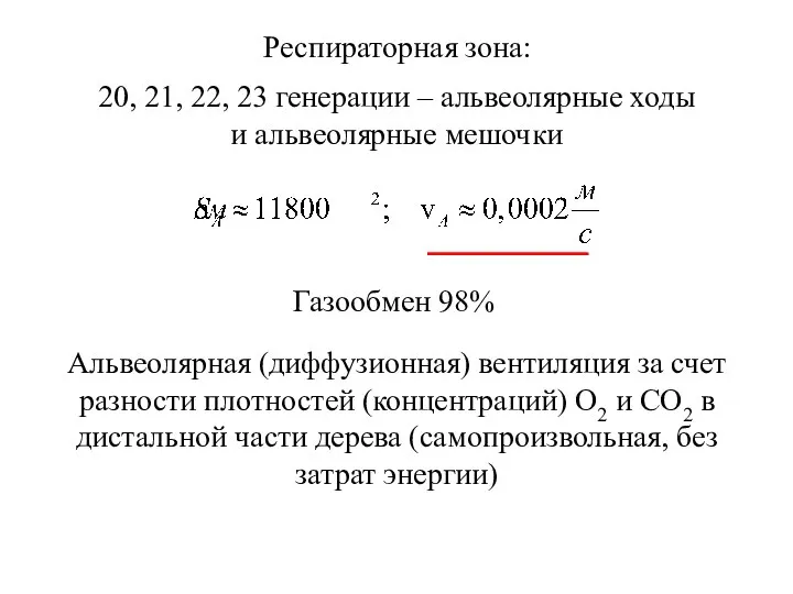 Респираторная зона: 20, 21, 22, 23 генерации – альвеолярные ходы и