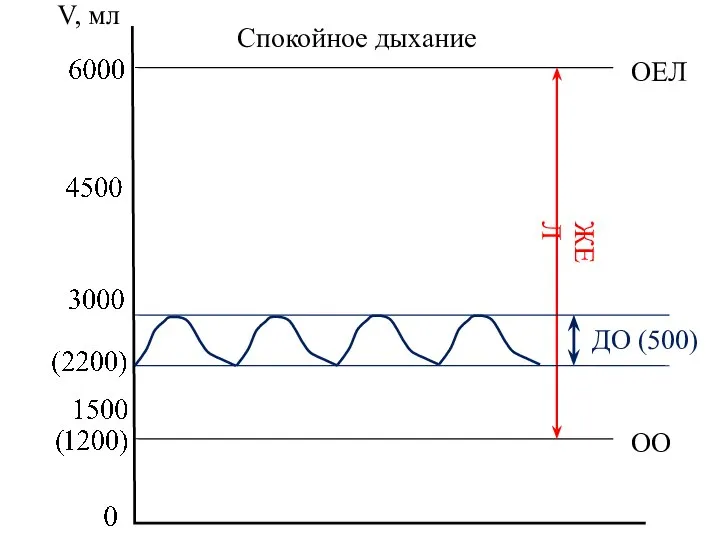 V, мл ОЕЛ ОО ЖЕЛ Спокойное дыхание ДО (500)