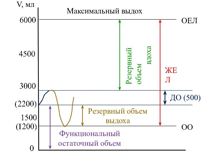 V, мл ОЕЛ ОО ЖЕЛ Максимальный выдох ДО (500) Резервный объем