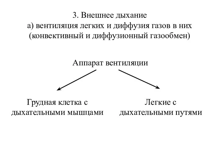 3. Внешнее дыхание а) вентиляция легких и диффузия газов в них