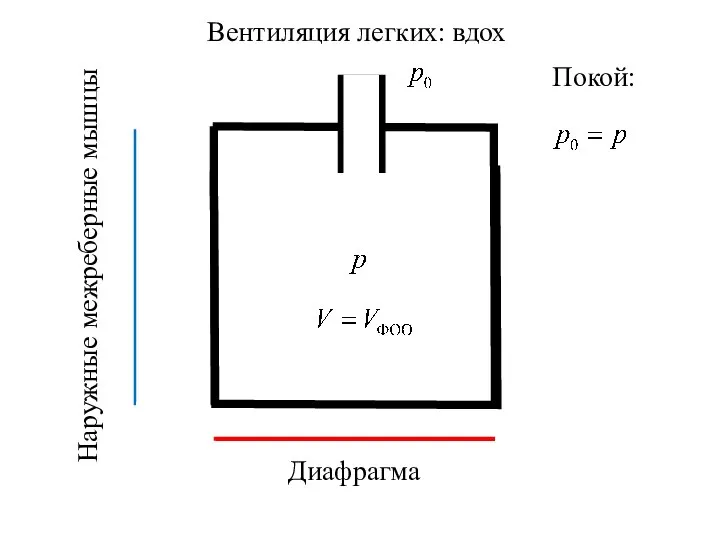 Вентиляция легких: вдох Диафрагма Наружные межреберные мышцы Покой: