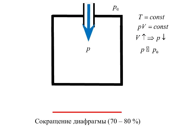 Сокращение диафрагмы (70 – 80 %)