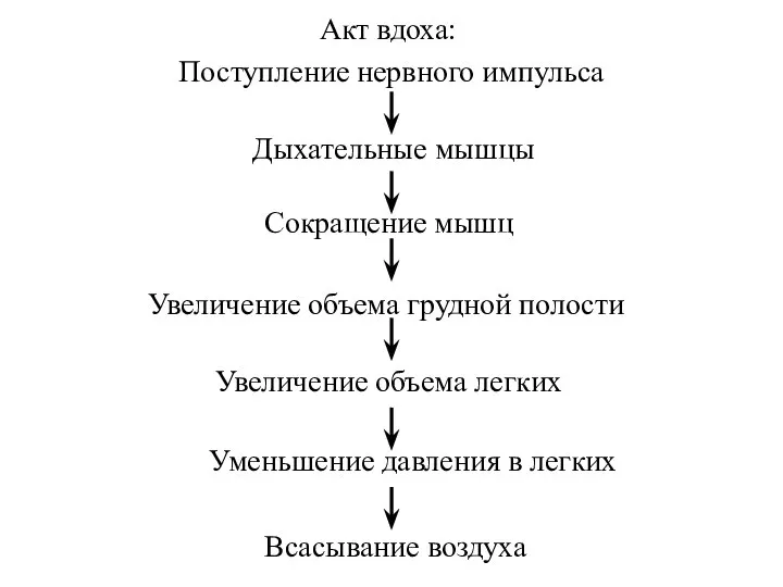 Акт вдоха: Дыхательные мышцы Поступление нервного импульса Сокращение мышц Увеличение объема