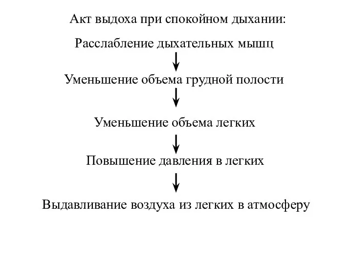 Акт выдоха при спокойном дыхании: Расслабление дыхательных мышц Уменьшение объема грудной