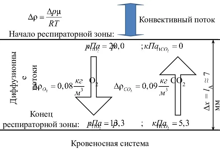 Начало респираторной зоны: Конвективный поток Конец респираторной зоны: Кровеносная система Диффузионные