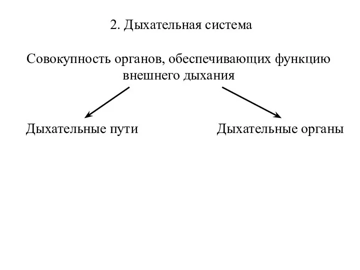 2. Дыхательная система Совокупность органов, обеспечивающих функцию внешнего дыхания Дыхательные органы Дыхательные пути