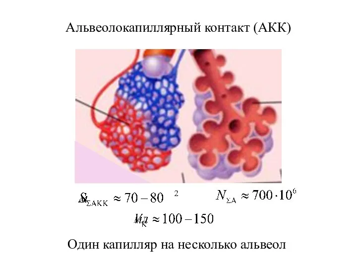 Один капилляр на несколько альвеол Альвеолокапиллярный контакт (АКК)