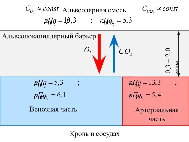 Альвеолокапиллярный барьер Альвеолярная смесь Кровь в сосудах 0,3 – 2,0 мкм Венозная часть Артериальная часть